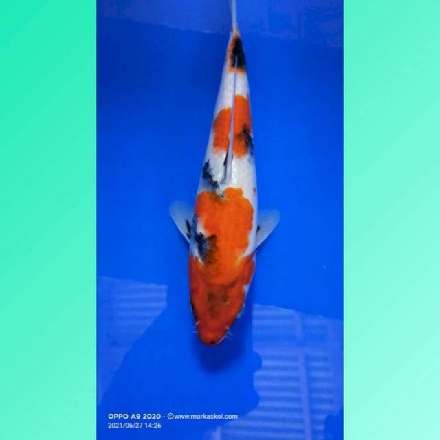 Showa 26cm