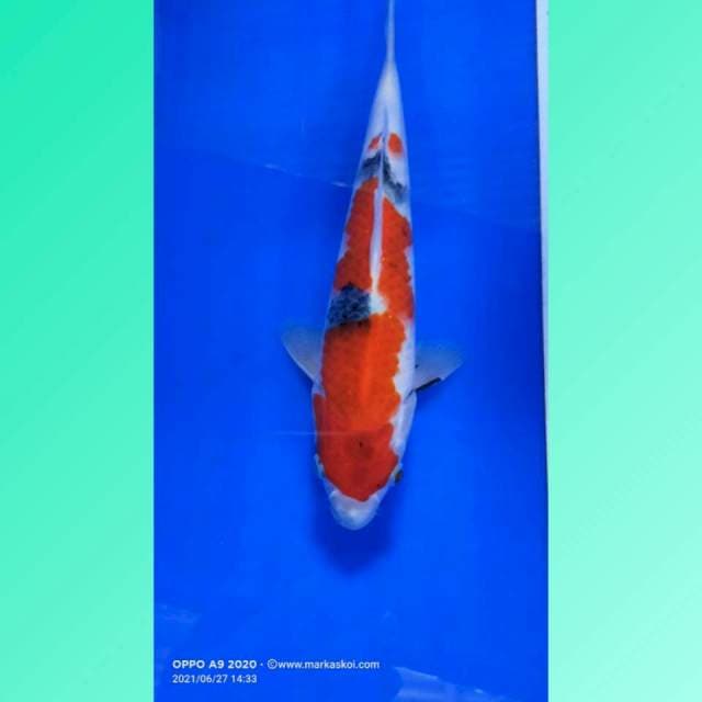 Showa 25cm