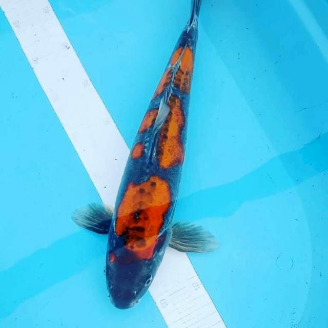 Kiko beni jantan