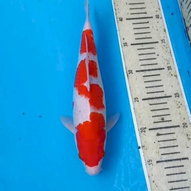 Kohaku 29cm