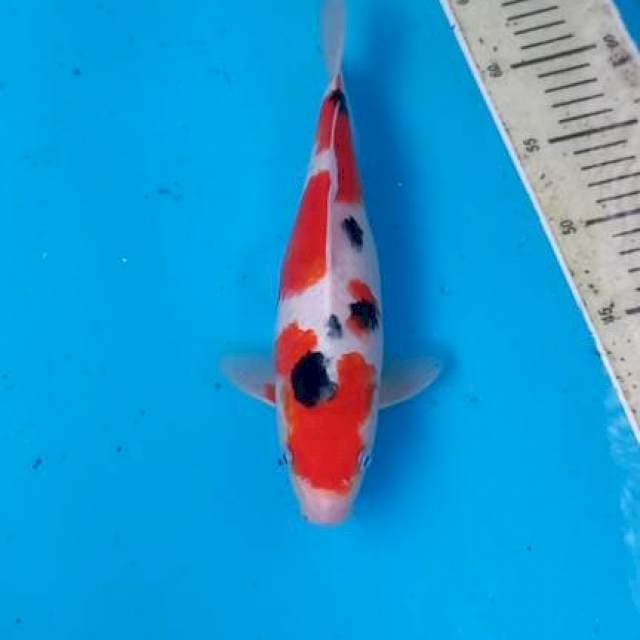 Sanke 27cm