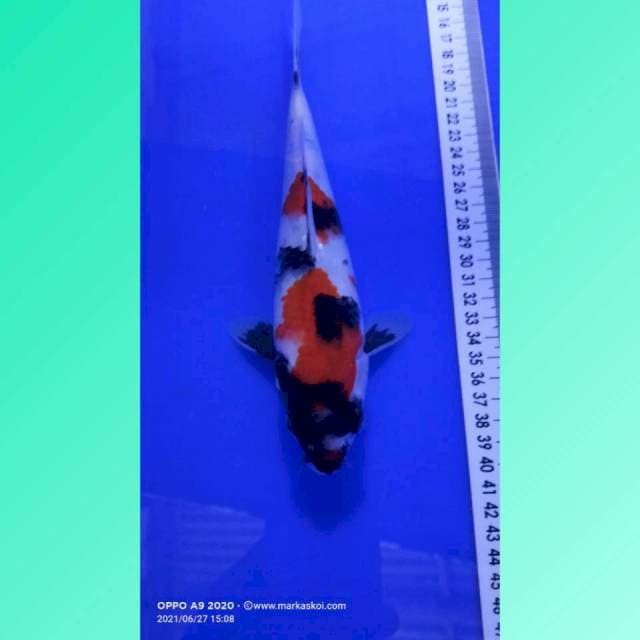 Showa 23cm