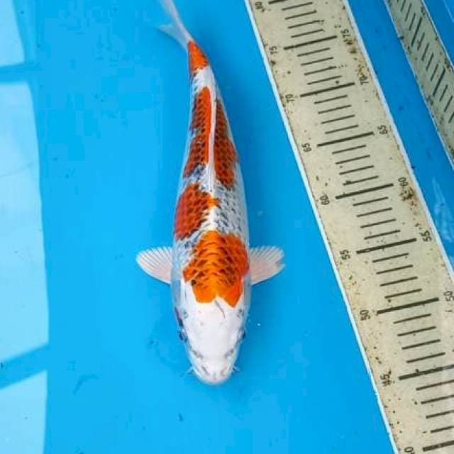 Kujaku 33cm