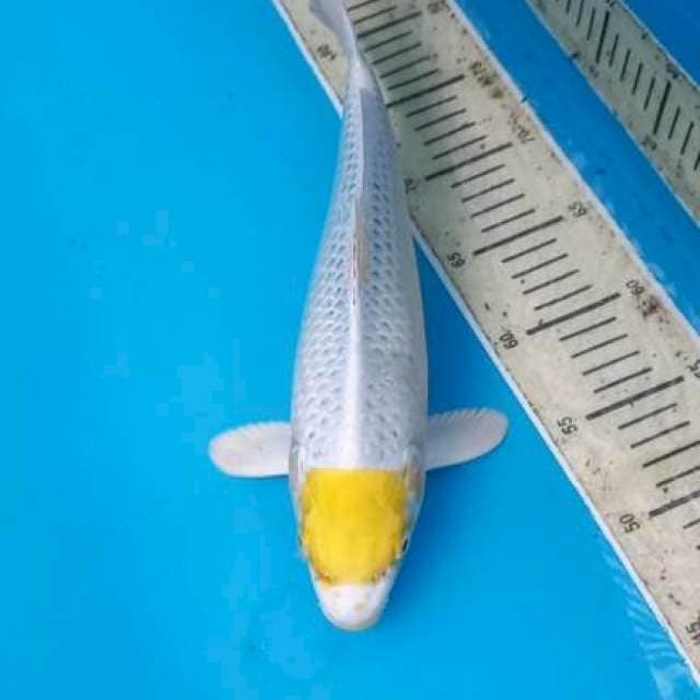Tancho 33cm
