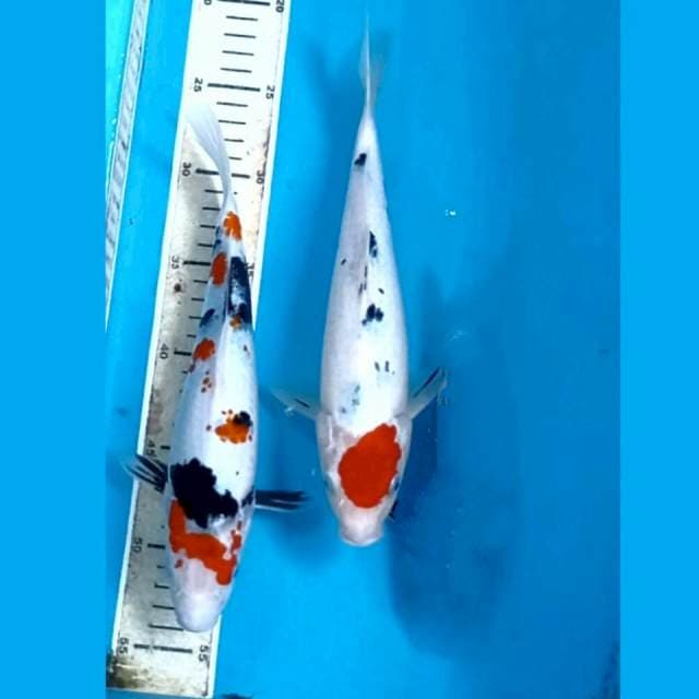 Paket sanke, 26,27 cm