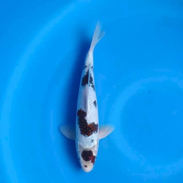 Maruten budo goromo original 30cm  male