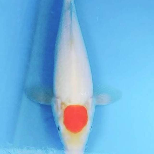 Tc kohaku 30cm
