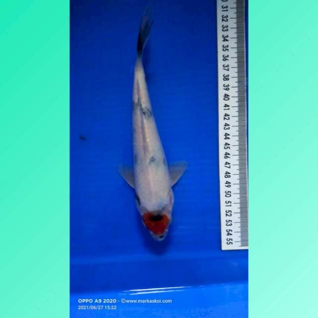 Tancho Showa 20 cm