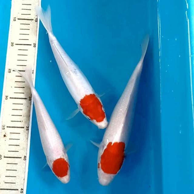Paket tancho, 21-28 cm