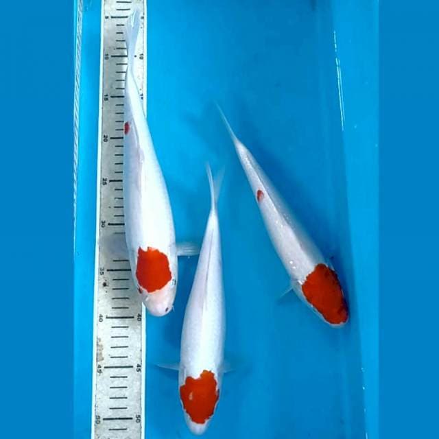 Paket tancho, 28-33 cm