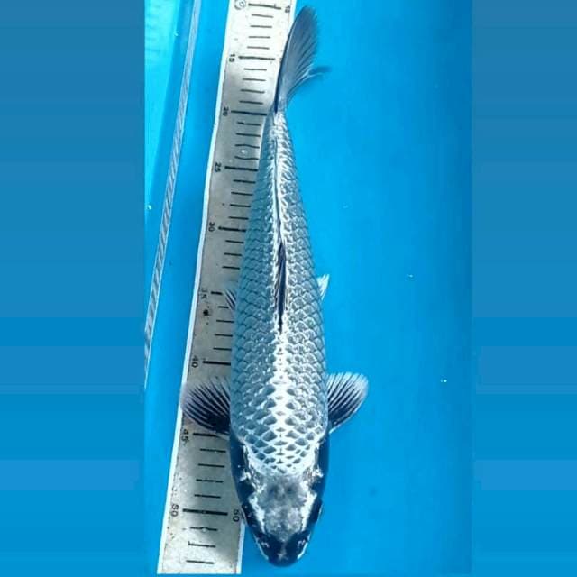 Mukashi, 37 cm