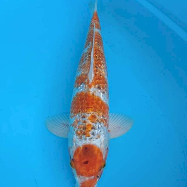 MARUTEN KUJAKU GINRIN 45CM