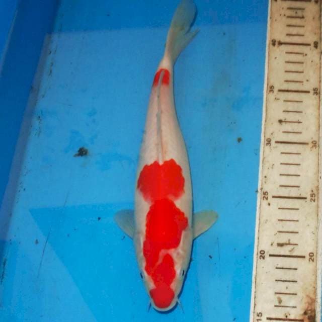KOHAKU • 27cm