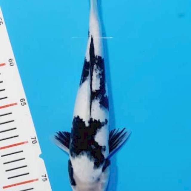 Shiro 28cm