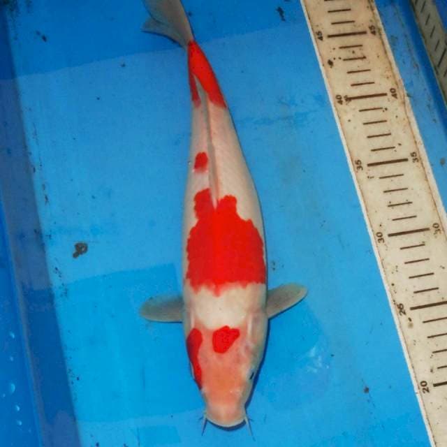 KOHAKU • 30cm