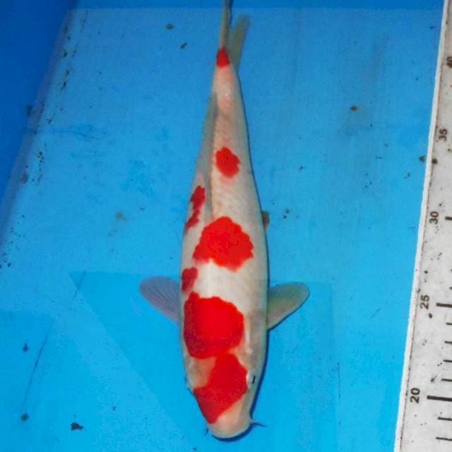 KOHAKU • 27cm