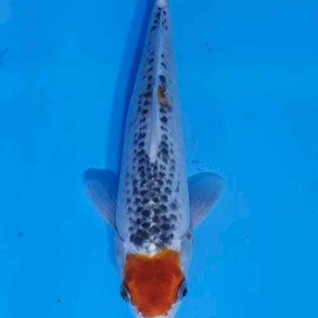Tc.gosiki