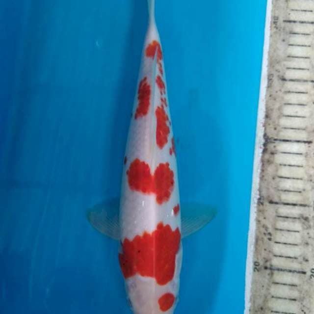 Maruten Kanoko kohaku