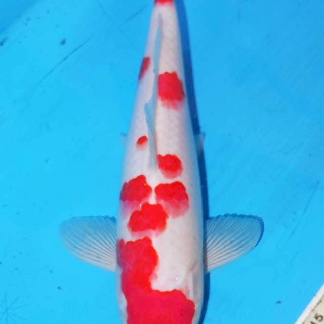 SAKURA KOHAKU • 26cm