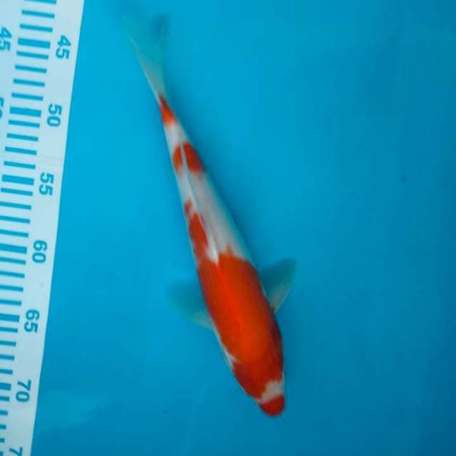 KOHAKU import +-30cm Farm Maruyama