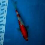 KOHAKU import +-30cm Farm Maruyama