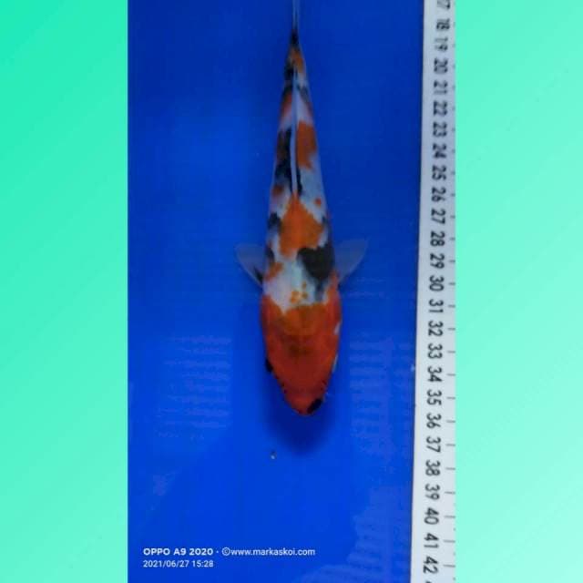 Showa 18cm