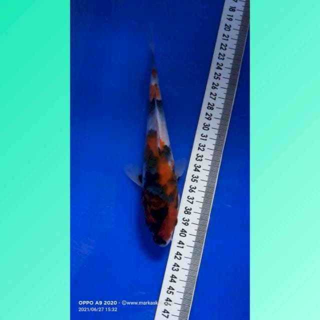 Showa 18cm