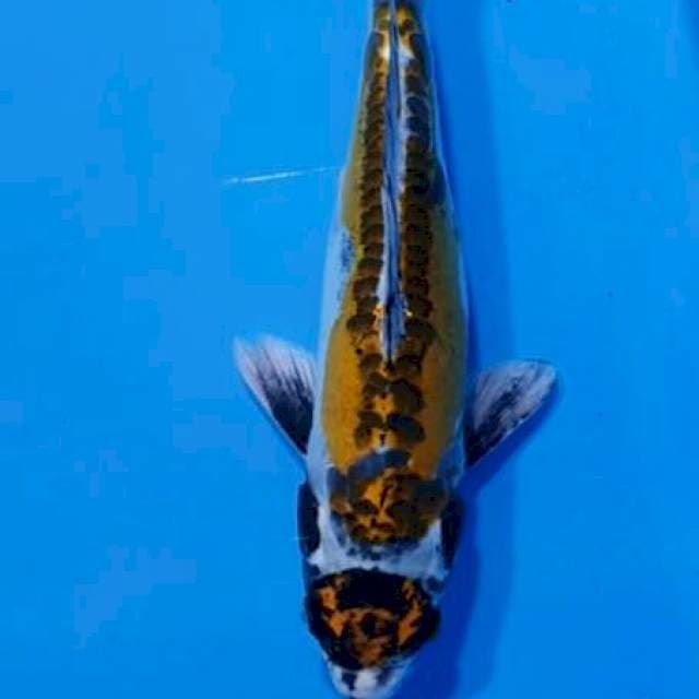 Kiko 28cm