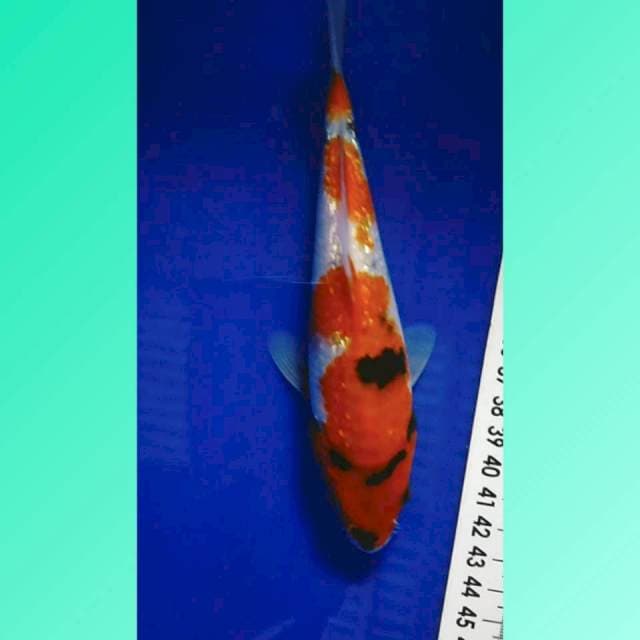 Showa Gindrin 18cm