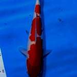 Kohaku 27cm