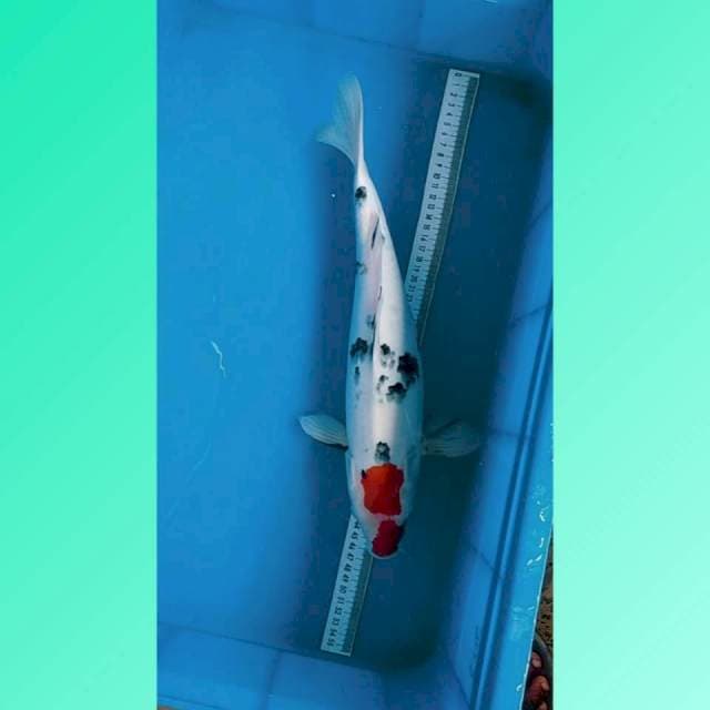 Tancho Sanke 41cm