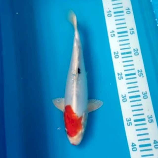 Dpitsu Hikari Ori 32 cm