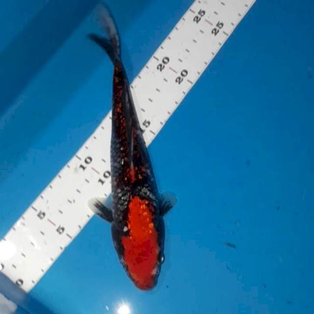 Ginrin Beni Kawabake 22 cm