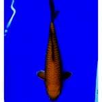 Chagoi tembaga 34cm