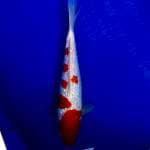 Kohaku ginrin 28cm
