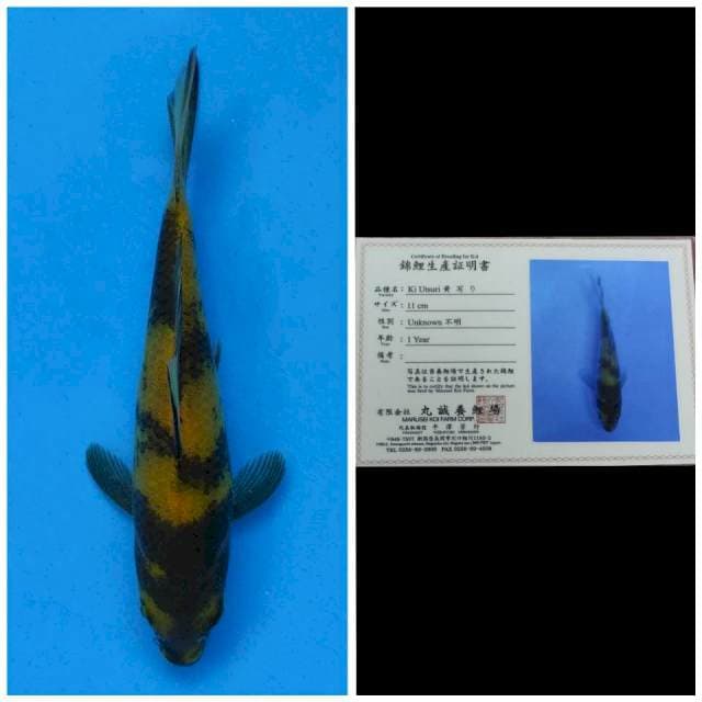 Marusei Ki Utsuri
