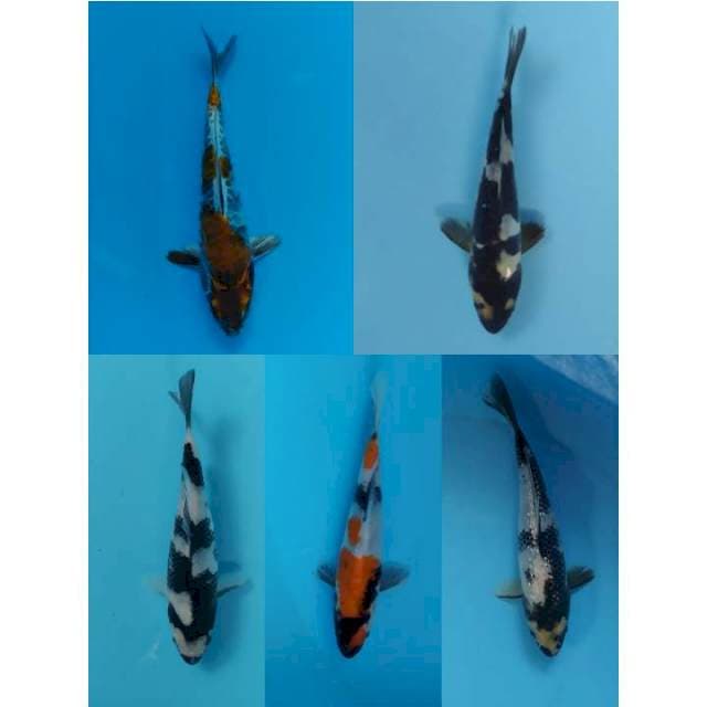 showa shiro 15-20 cm