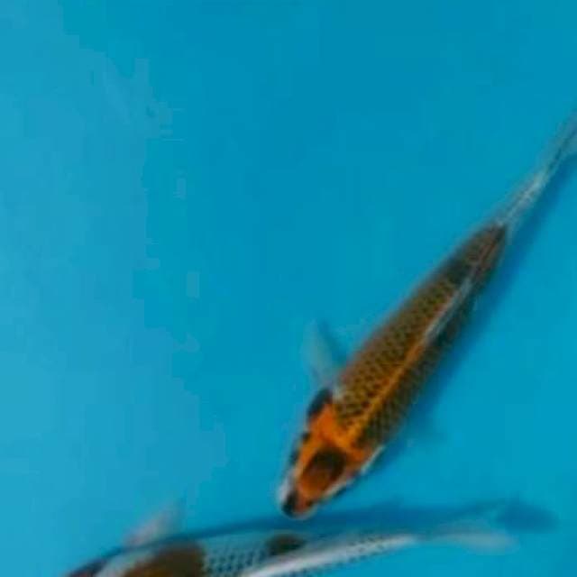 2ekr KUJAKU, GOSIKI 30CM