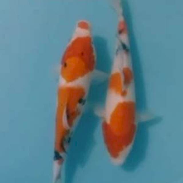 2ekr SANKE 28,29CM