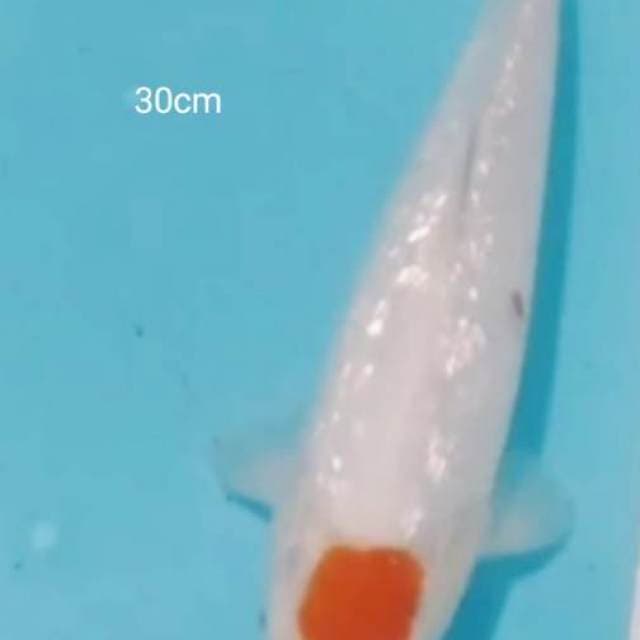 Tc kohaku ginrin 30cm