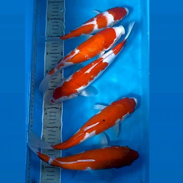 Paket kohaku, 25-31 cm