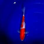 Kohaku 27cm