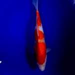 Kohaku 28cm