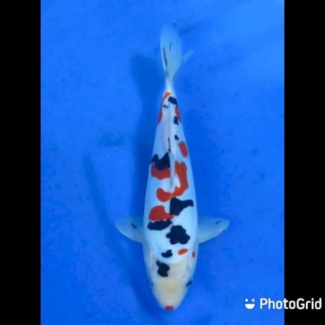 Doitsu Murni - 21cm Male