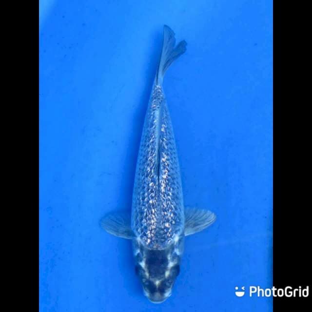 Black Diamond - 19cm Male