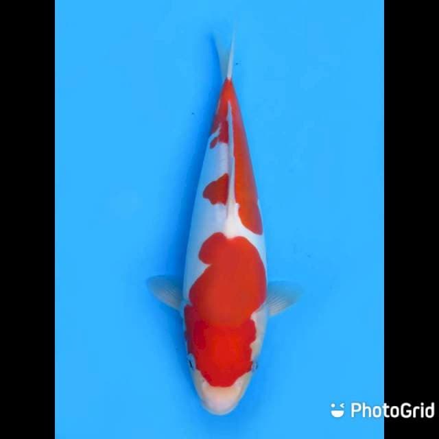 Kohaku Doitsu Murni - 35cm Male 