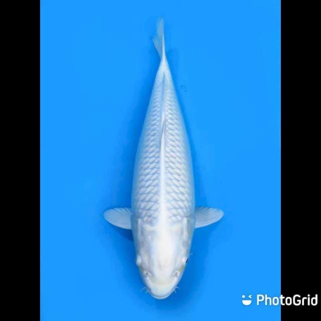 Jumbo Platinum - 42cm fml 