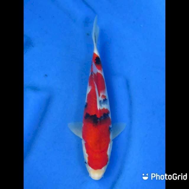 Red Sanke - 28cm Male