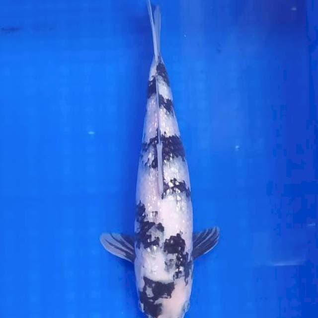 SHOW QUALITY GINRIN B. 34cm