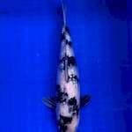 SHOW QUALITY GINRIN B. 34cm